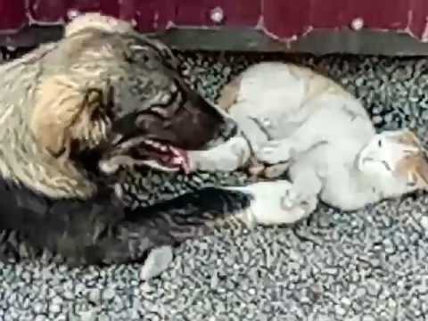 საუცხოო მეგობრობა