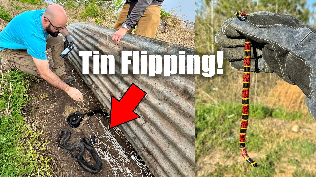 Texas Tin Flipping! - Coral Snakes, Indigos, Police, and More!