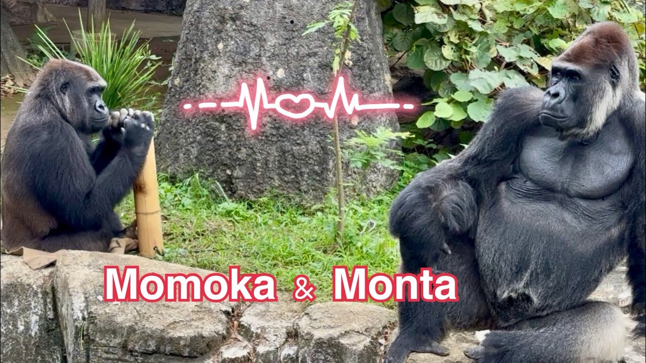 Female Gorilla Wants to Know what's On the Silverback's mind
