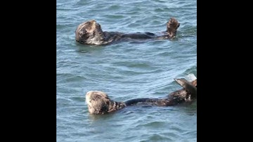 Rái cá Biển - Bậc thầy trong việc sử dụng đá  | Trở Về Thế Giới Động Vật