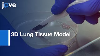 3D Human Lung Tissue Model for Functional Studies on Infection | Protocol Preview