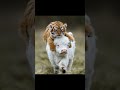 "Little Forest Knight: Tiger Rides a Calf"#tiger#shorts#nature#funny#cute