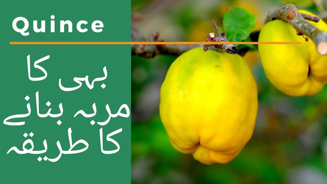 Bahi ka Murabba Banan ka Tareeka How to make Quince Jam Bahi kaise