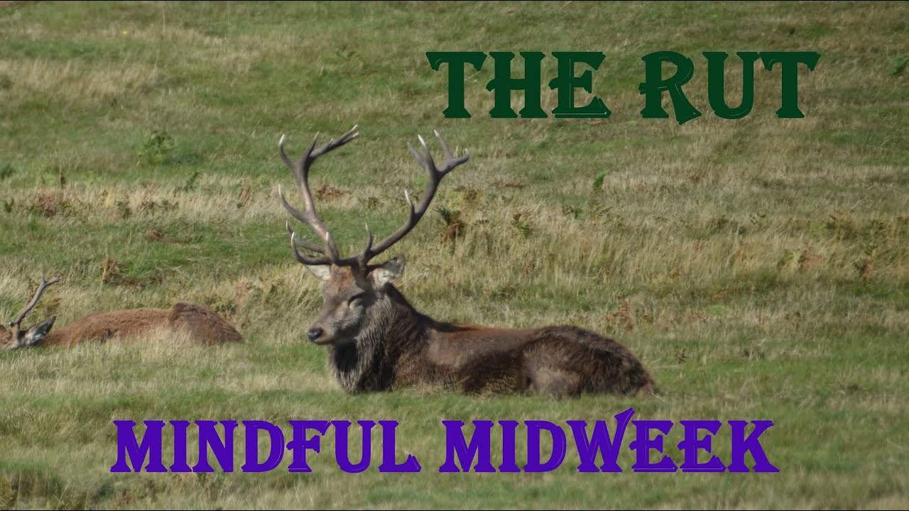 Mindful Midweek - THE RUT - YouTube