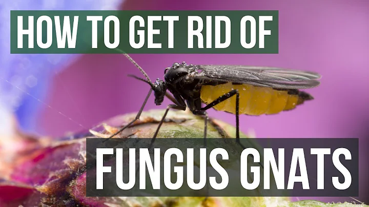 How to Get Rid of Fungus Gnats (4 Simple Steps)