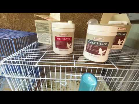 طريقة استخدام Omni Vit والكالسيوم للبادجي