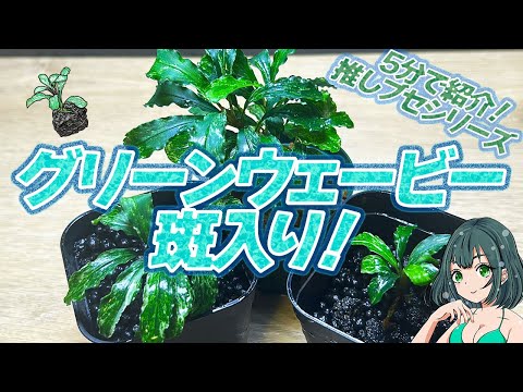 Bucephalandra sp. Green Wavy Variegated! 5-minute