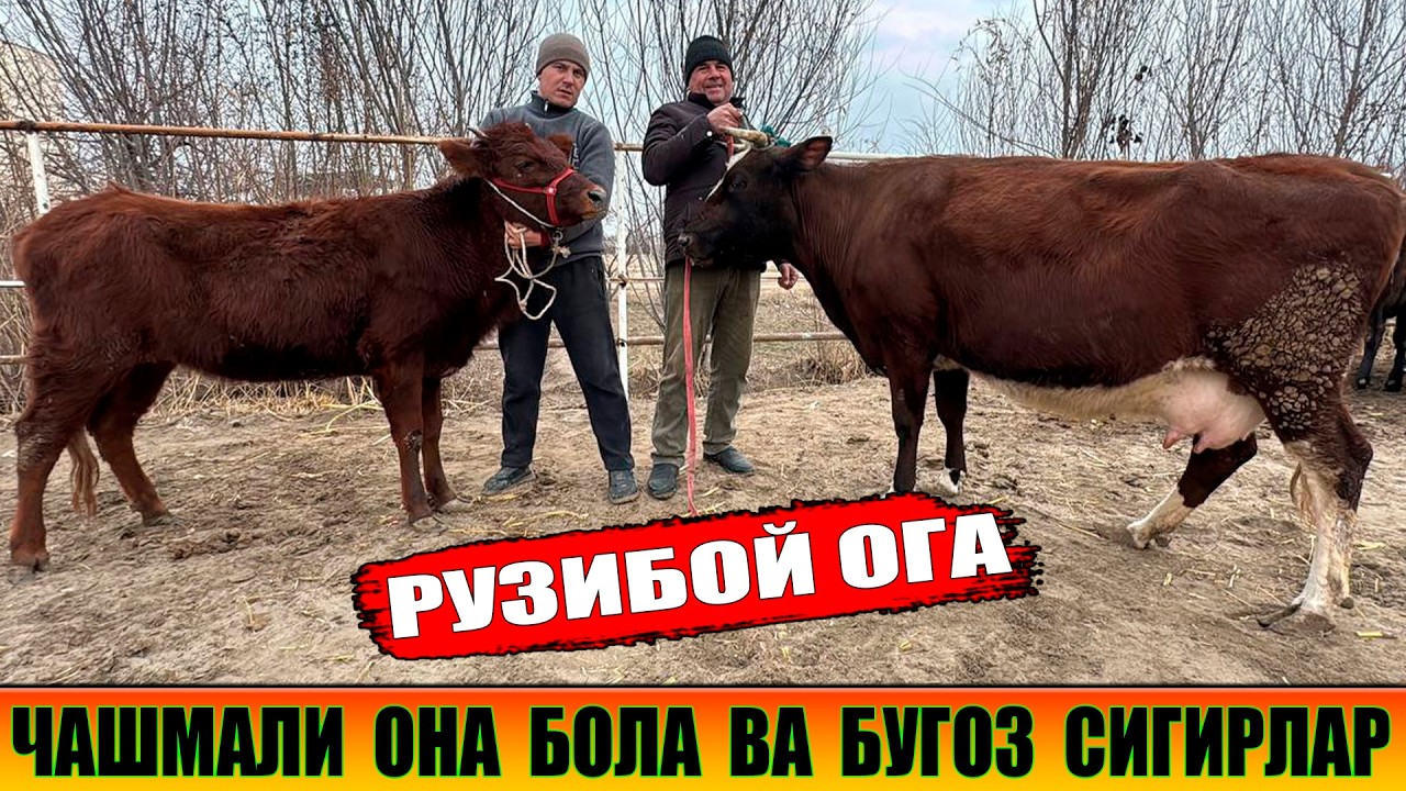 СУТДОР ОНА БОЛА ВА БУГОЗ СИГИРЛАР РУЗИБОЙ ОГА 25-02-2026г
