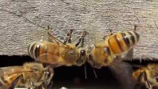 Bees Fanning Entrance (HD 720p)