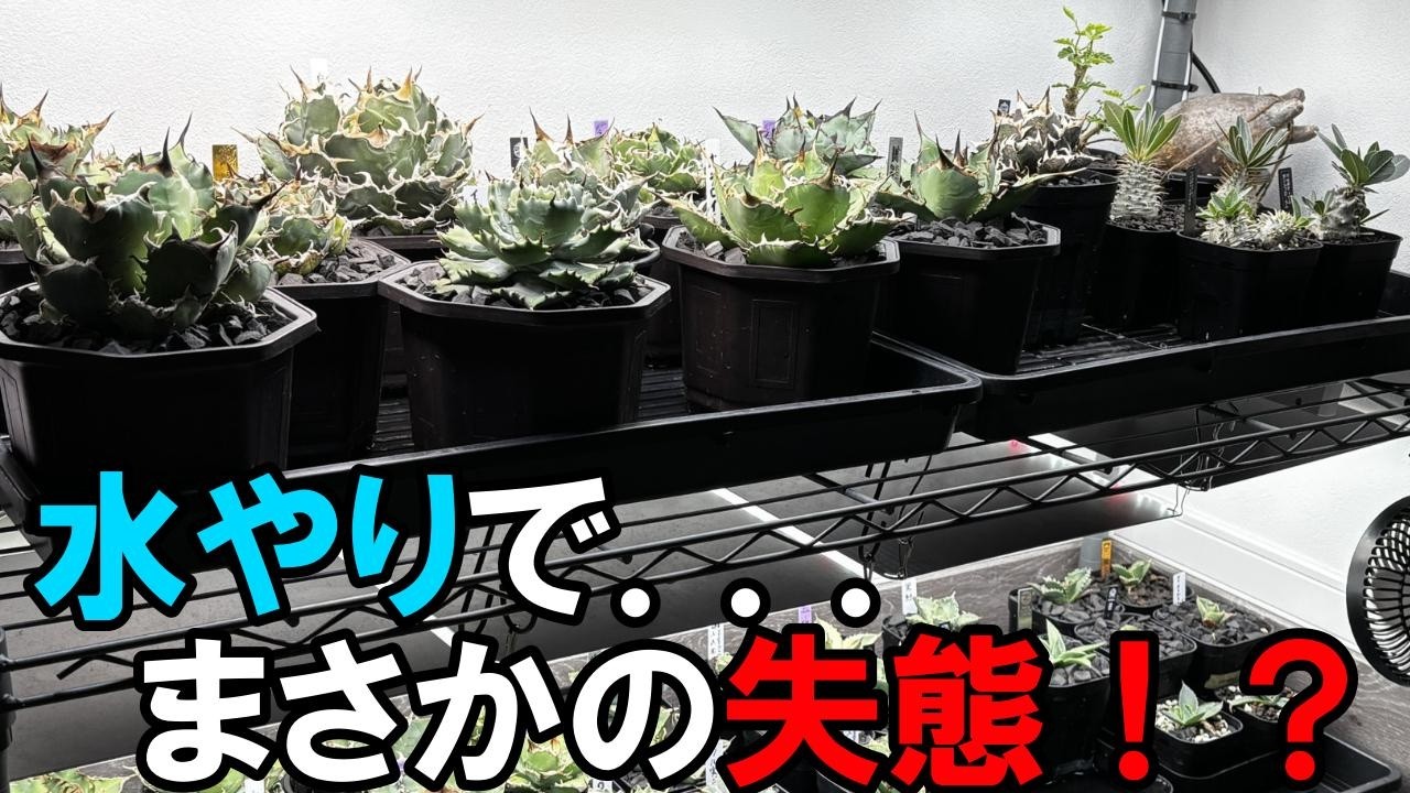 保存版】我が家の水やりルーティンを公開！#アガベ #アガベ育成