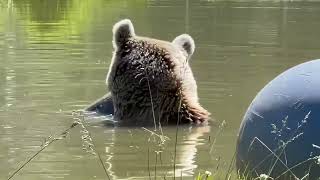 Bear Luxuriates With Her Paws Up In Pool At Animal Sanctuary