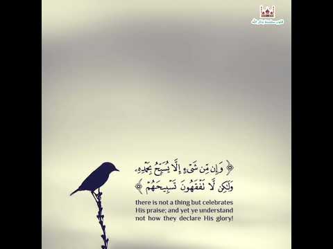 و إ ن م ن ش ي ء إ ل ا ي س ب ح ب ح م د ه و ل ك ن ل ا ت ف ق ه ون ت س ب يح ه م