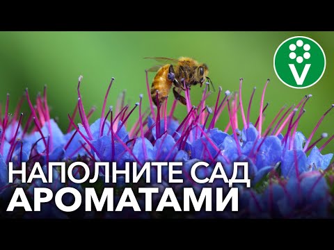 Самые ВОСХИТИТЕЛЬНО ПАХНУЩИЕ ЦВЕТЫ! Окружите себя неповторимыми ароматами