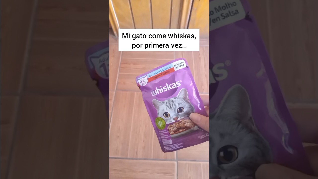 Mi gato come whiskas, por primera vez.. #gatos  #gatoscomiendowhiskas #gatoscomida #gatos  #fyppp