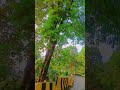 Siliguri to Darjeeling road #shortvideo #darjeeling #pawansingh #silpi #song