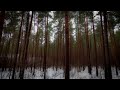 Nobody Sleeps in the Woods Tonight (and hopefully me neither) | Kihnu, Estonia 🇪🇪