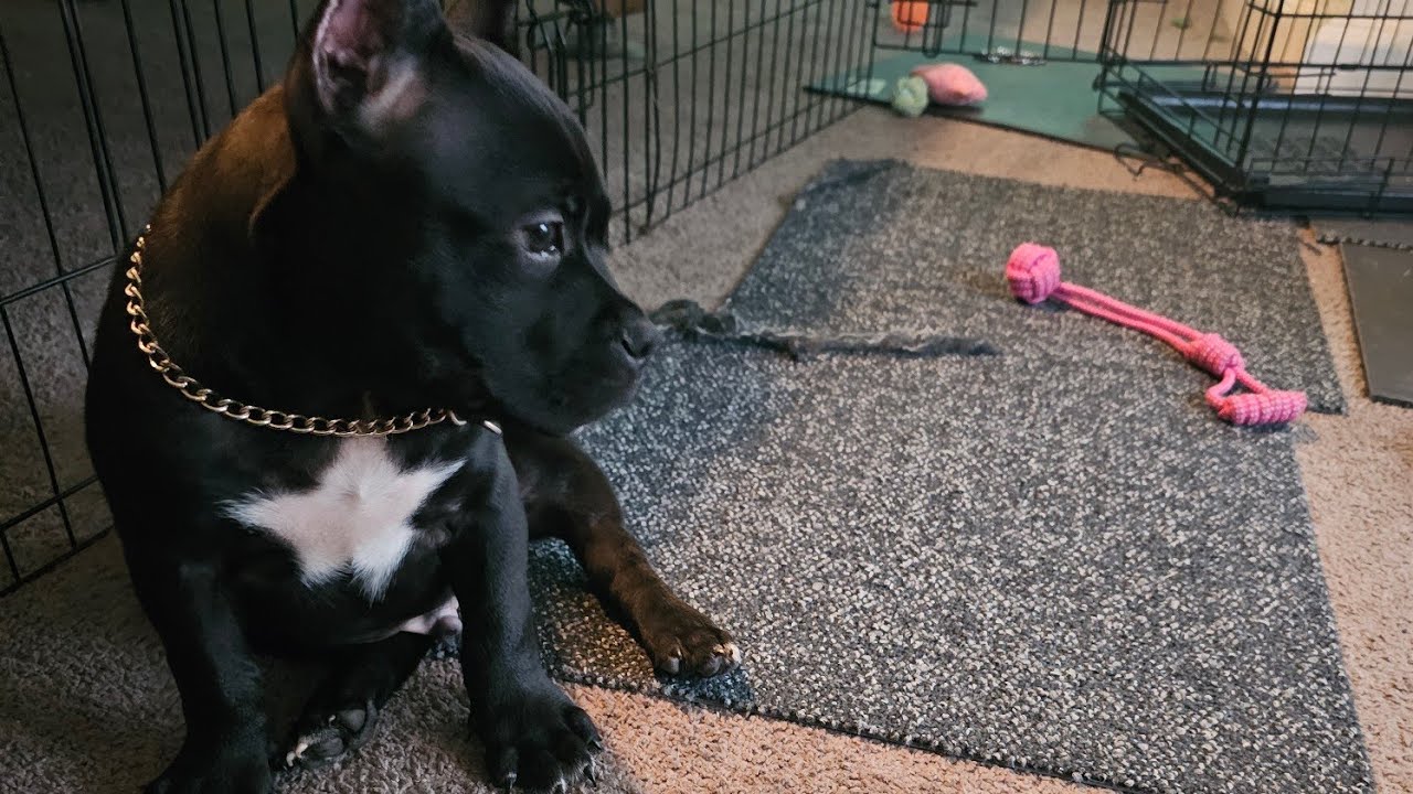 Why puppy training is so important americanbully pocketbully 