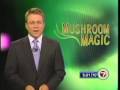 Mushroom magic ganoderma lucium attracts media attention channel 7