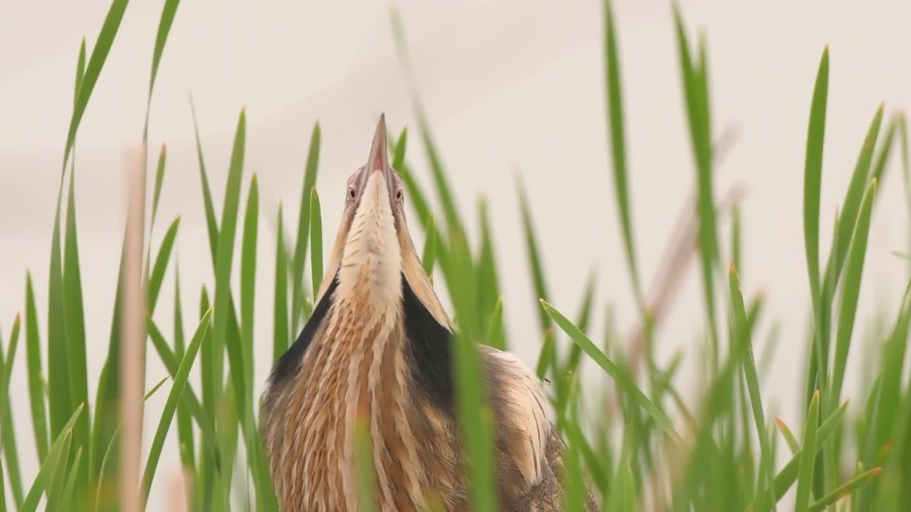 American Bittern by Cameron Hunter - 2024 Audubon Photography Awards