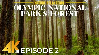 Peaceful Views & Soothing Nature Sounds of Olympic National Park | 4K Sound of Forest - Episode 2