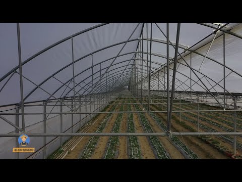 მარწყვის სათბური საგურამოში - მე ვარ ფერმერი 08.02.2022