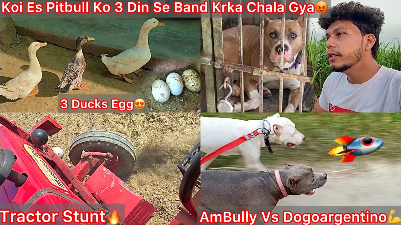 Pitbull Dog Ko 3 Din Se Band Kar Rakha Tha Yha😡Chhod Kar Bhag Gye🐶|| Ambully Vs DogoArgentino Power💪