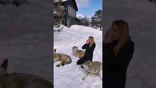 Wolf howling | lady trying to howling like wolf #wolfhowling #fun #status #wolf #howling #photos