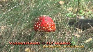 Fairy Ring Fly Agaric - Heksenkring Vliegenzwam - Amanita Muscaria