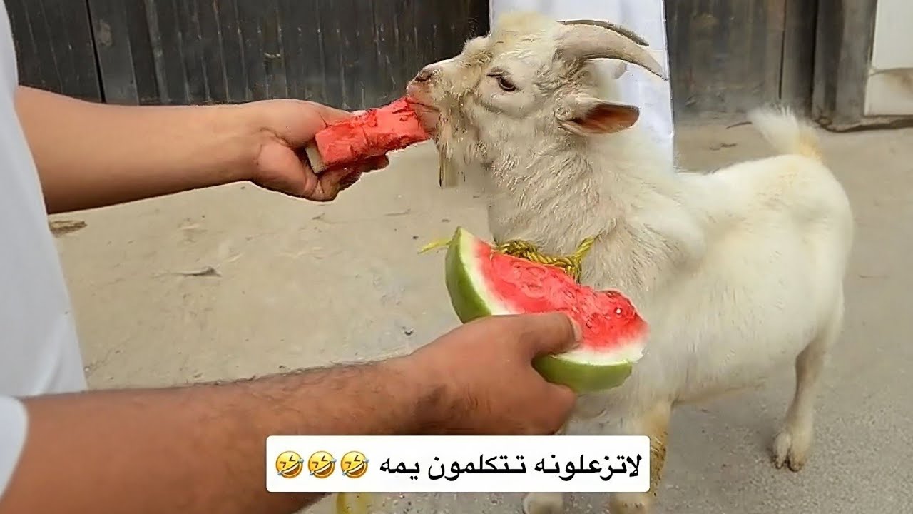 Коза съела арбуз