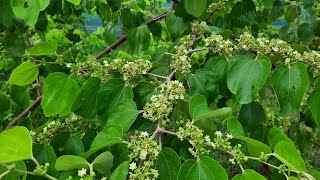 সীডলেস বা বীজ বিহীন কুল এখন কি অবস্থাহ