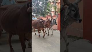 Cow Ride Gorur Gari Mayapur Iskcon Gosala