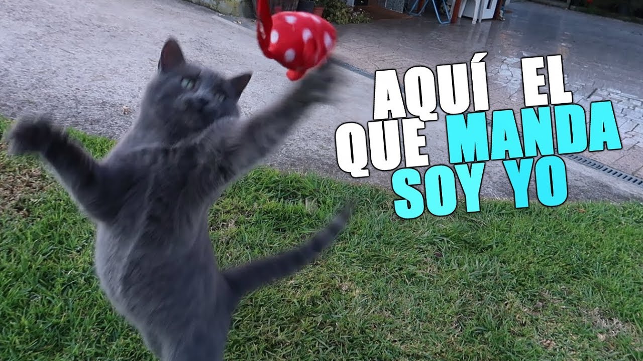 ⁣EL NUEVO GATITO ATACA A TODOS