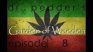 Micro Grow - Purple Kush Week 8 - Dr.Pedder`s Garden of Weeden
