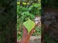 That Childhood “Pop” Trick! 😱 Magic with a Leaf #camping#survival#outdoorskills#bushcraft#ideas