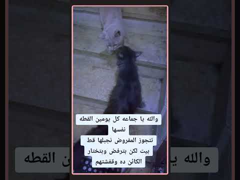الحب ميعرفش الطبقات قطط قطط كيوت عالم الحيوان كوميدي ضحك