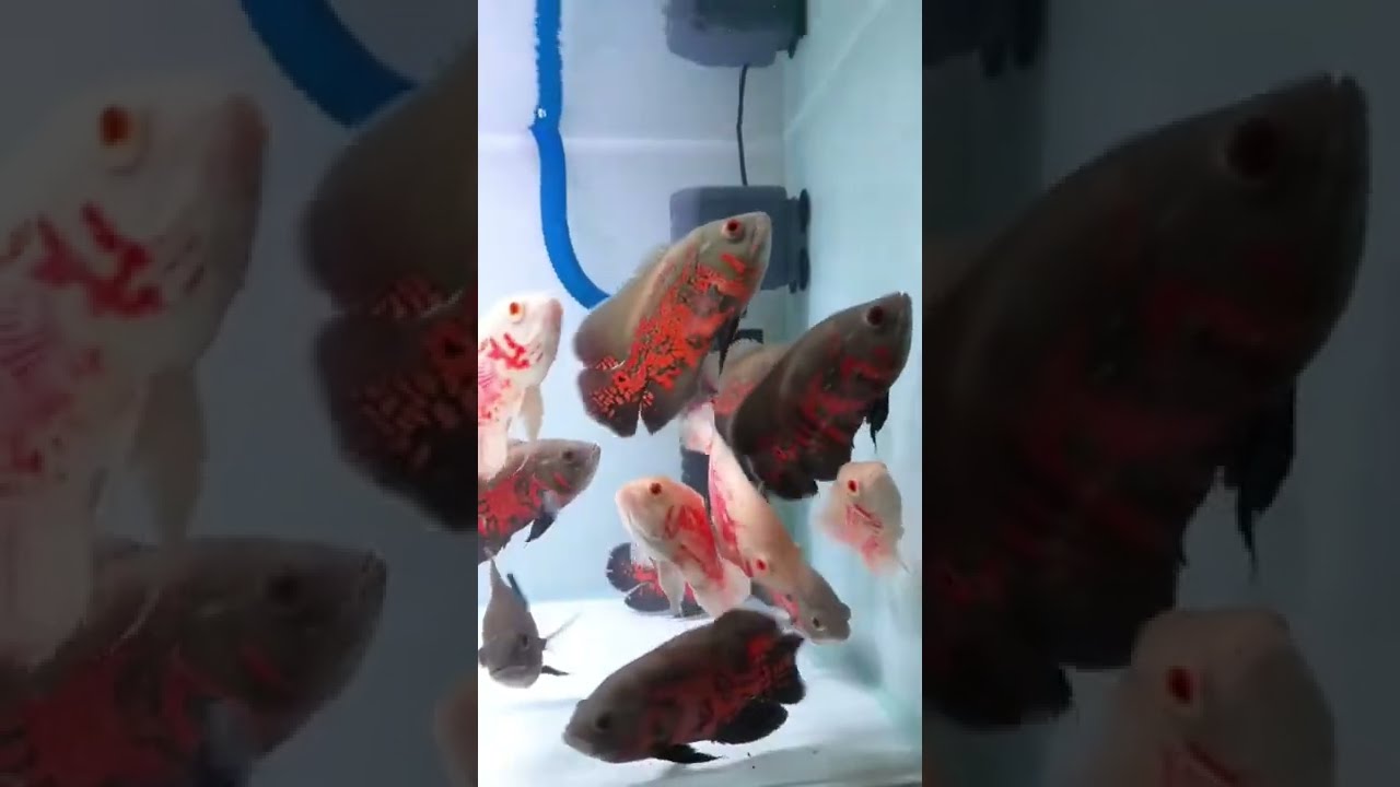 Albino Tiger Super Quality Oscar Fish | Black tiger Mix