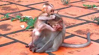 Cute Baby Monkey STEELY Enjoys Social Play with Monkey Friends 🐒🌿💛