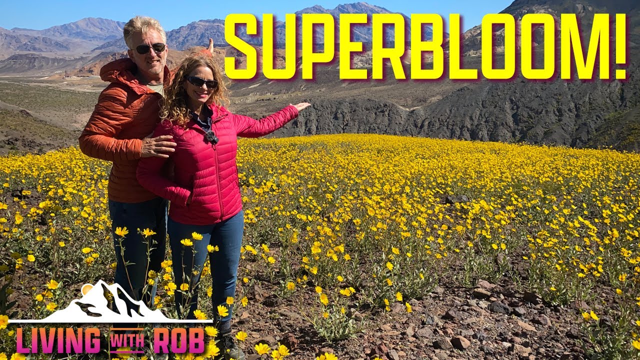 Death Valley Desert WILDFLOWER SUPERBLOOM PLUS a few SURPRISE photos! 🌻🏵💮🌼 📸