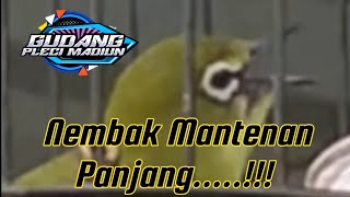 Pleci nembak wit wit mantenan ‼️cocok buat masteran