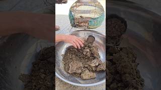 Partridge Babies Love Termites | #PartridgeChicks #TermiteFeast #BirdsLover #ChickFeeding