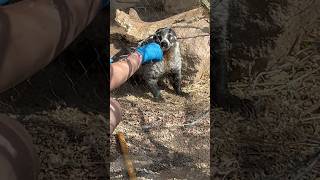 Coati Training ￼#animals #america #shorts