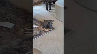 Miss. Clementine's first day at home! #iggydog #grayhound #italiangrayhound #sighthound #puppy