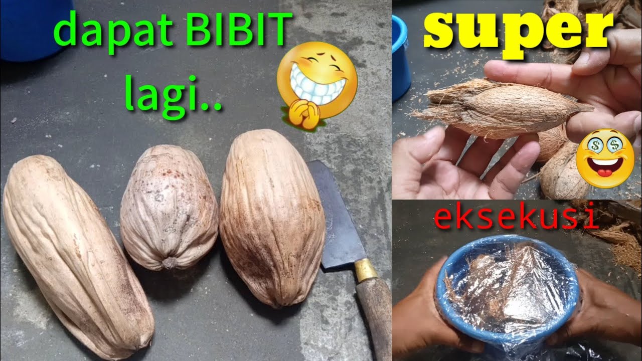 cara menumbuhkan tunas bibit bonsai kelapa//dengan sungkup YouTube