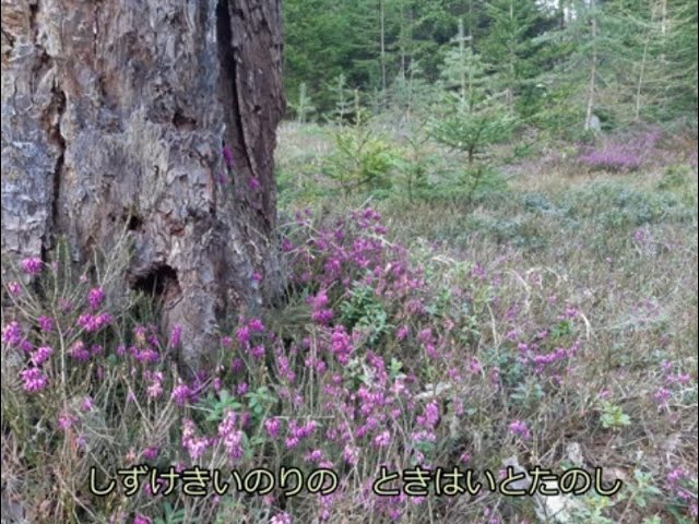 賛美歌 賛美歌310番「しずけきいのりの」♪ 