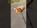 拒否柴あるある〜 #柴犬 #拒否柴#柴犬まる