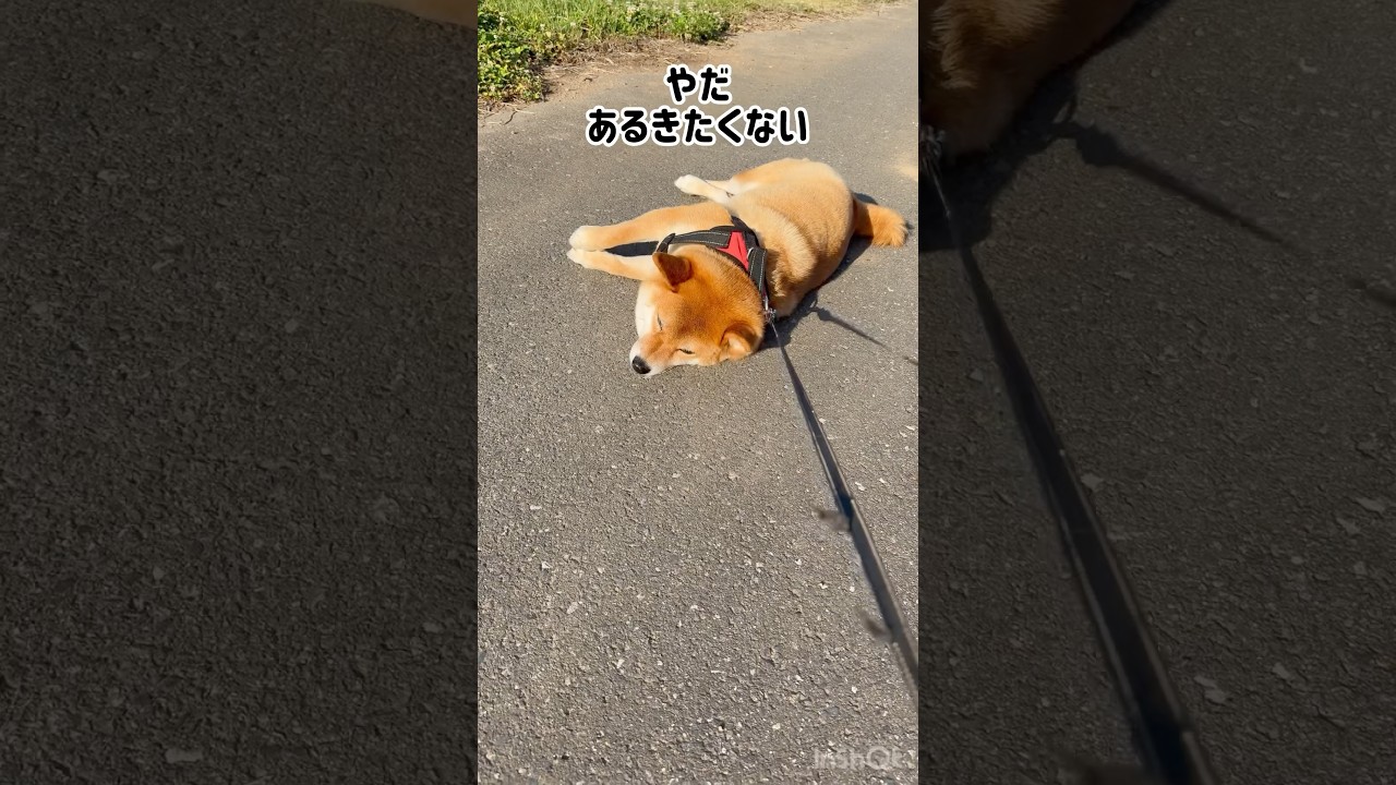 拒否柴あるある〜 #柴犬 #拒否柴#柴犬まる