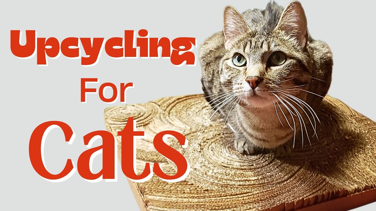 3 DIY Upcycled Projects For Your Cats