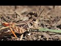 Grasshoppers in Arizona highlands (4K) - Panasonic 100-400mm lens on GH5 II (GH5M2) camera