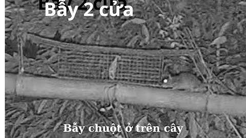 Xem trực tiếp Bẫy Chuột trên cây bằng cái bẫy 2 cửa (Trapping Rat in trees with a 2-door trap)