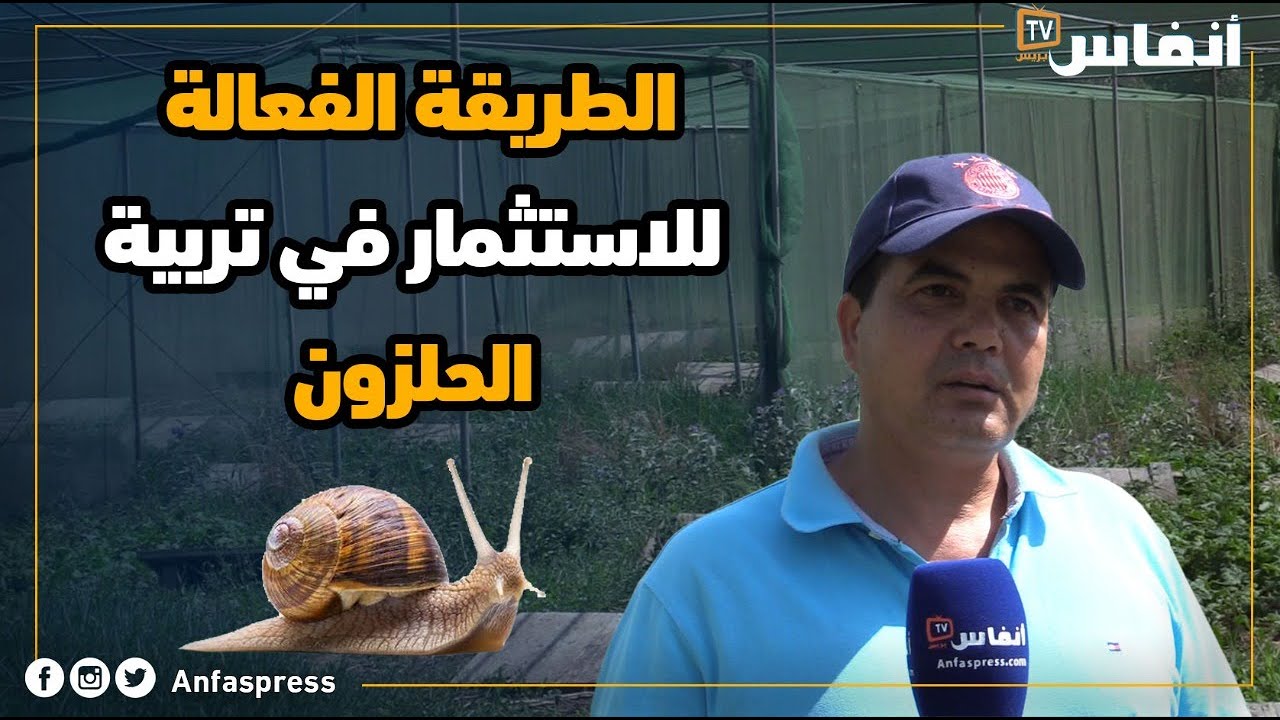 هذه هي الطريقة الفعالة للاستثمار في تربية الحلزون